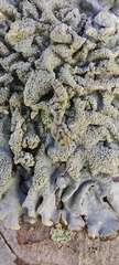 Hypogymnia farinacea