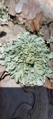 Hypogymnia farinacea