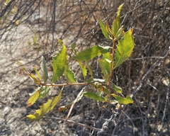 Spinoliva ilicifolia