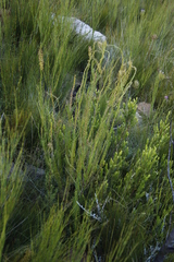 Microdon dubius