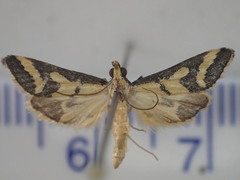 Metallarcha