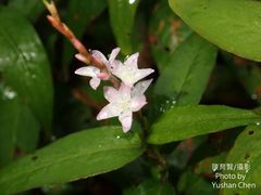 Persicaria odorata