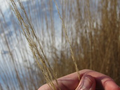 Calamagrostis × acutiflora