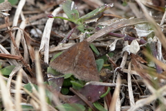 Argyrostrotis deleta