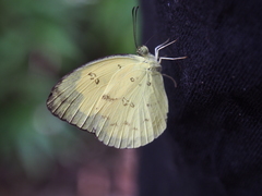 Eurema andersoni