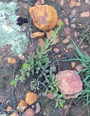 Crassula mesembryanthoides