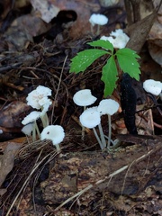 Resinomycena rhododendri