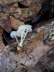 Resinomycena rhododendri