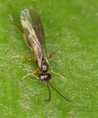 Orthocentrinae