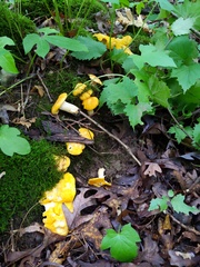 Cantharellus phasmatis