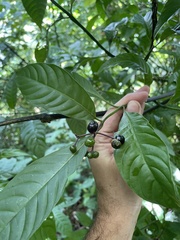 Palicourea domingensis