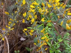 Ulex argenteus argenteus