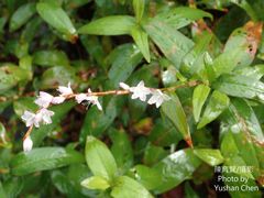 Persicaria odorata