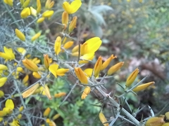 Ulex argenteus argenteus