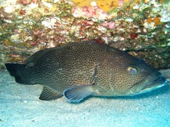 Mycteroperca rosacea