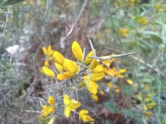 Ulex argenteus argenteus