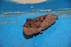 Ischyja manlia