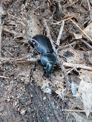 Carabus guadarramus