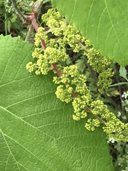 Vitis berlandieri