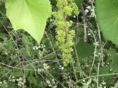 Vitis berlandieri