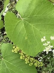 Vitis berlandieri