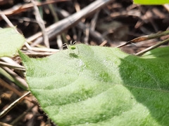 Peucetia formosensis