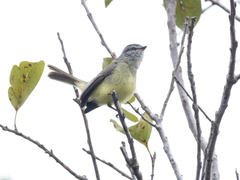 Phyllomyias griseiceps