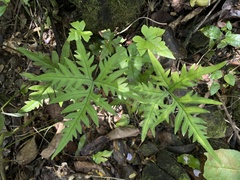 Doryopteris pedata