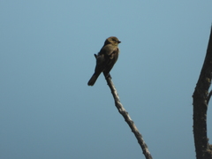 Sporophila caerulescens