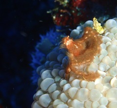 Achaeus japonicus