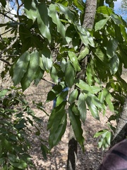 Ventilago harmandiana