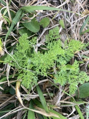 Eupatorium capillifolium image