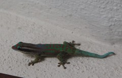 Phelsuma ornata