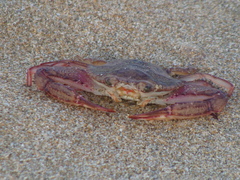 Achelous xantusii