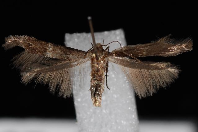 Sorhagenia