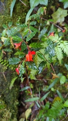 Begonia tetrandra