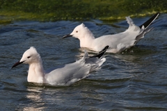 Chroicocephalus genei