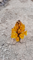 Cistanche lutea
