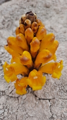 Cistanche lutea