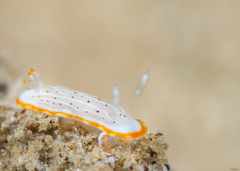 Goniobranchus pseudodecorus