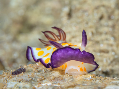 Goniobranchus annulatus