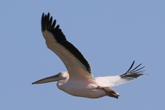 Pelecanus onocrotalus