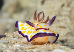 Goniobranchus annulatus