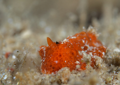 Sclerodoris tuberculata