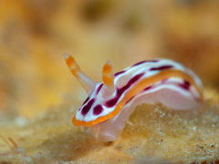 Hypselodoris yarae