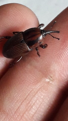 Sphenophorus crassus