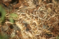 Echis carinatus
