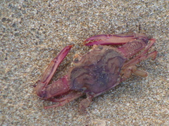 Achelous xantusii