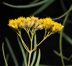 Flaveria cronquistii