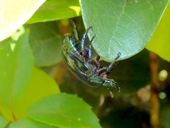 Macraspis rufonitida